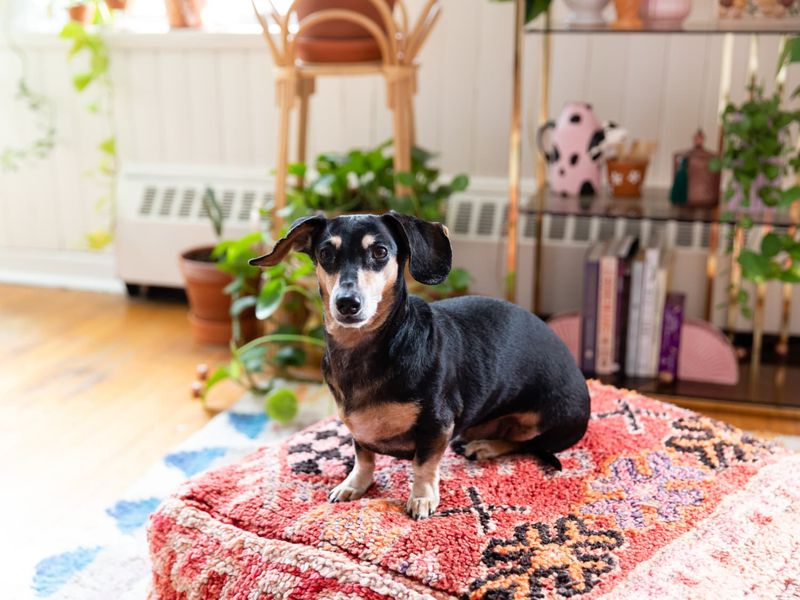 Dachshund