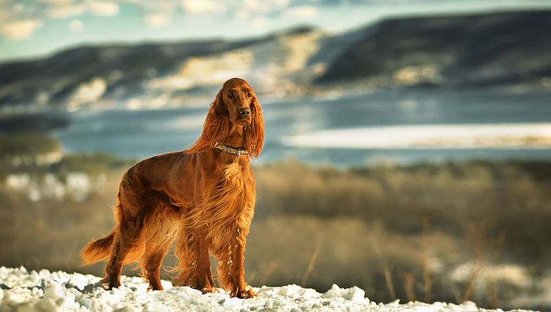 Irish Setter