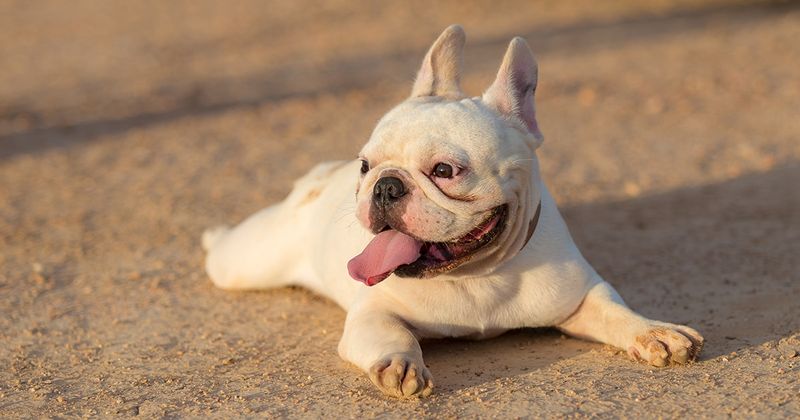 French Bulldog
