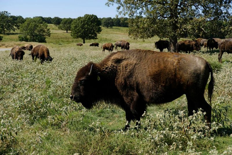 The Role Of Native American Tribes In Bison Revival
