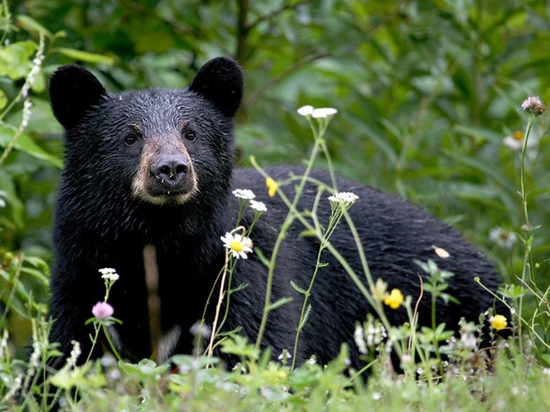 Bears Venturing Beyond Traditional Boundaries