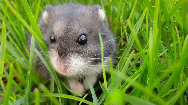 Rats And Mice Love Cheese