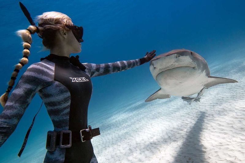 Personal Energy Affects Shark Behavior