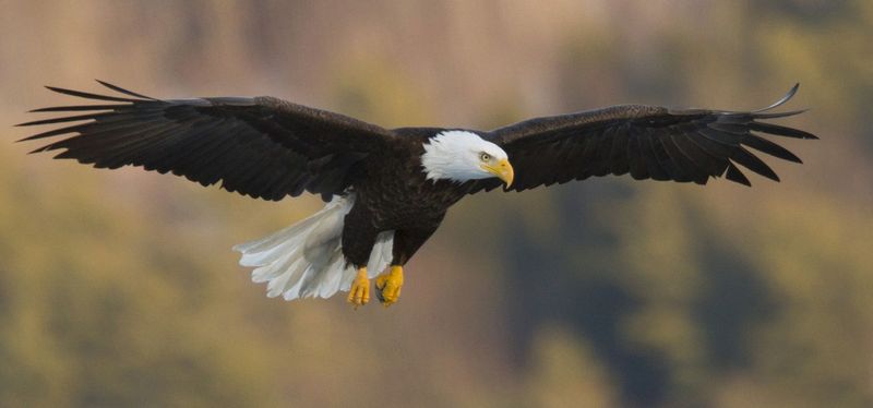 Massive Wingspan