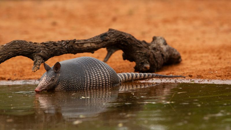 The Future Of Armadillos In Ohio