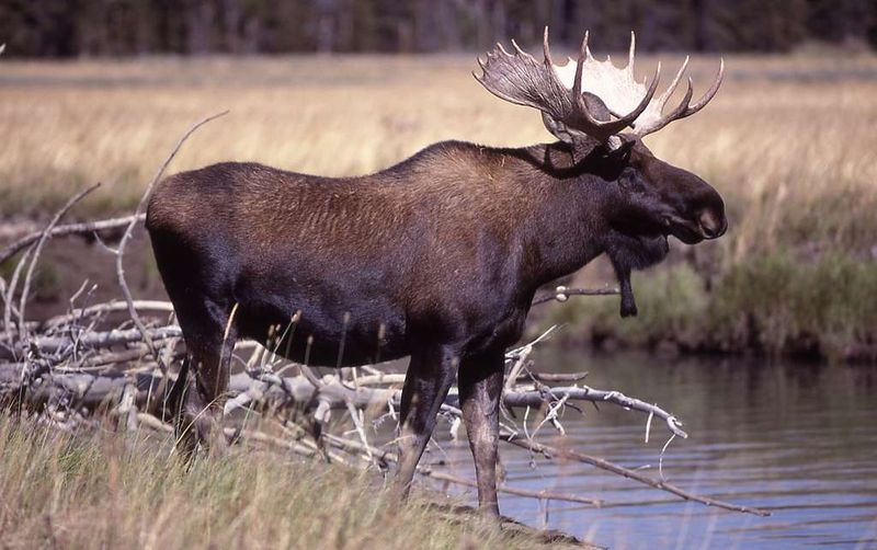 Moose