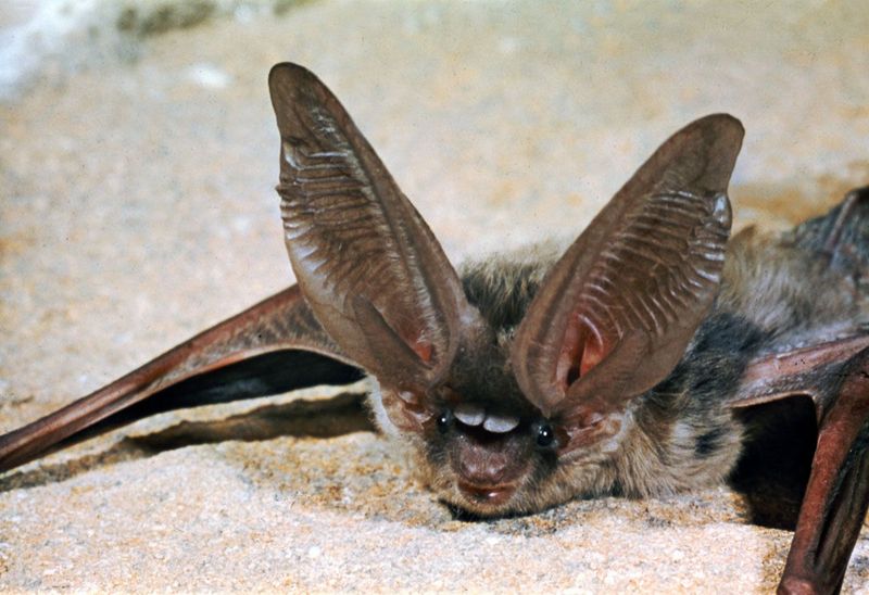 Long-Eared Myotis Bat