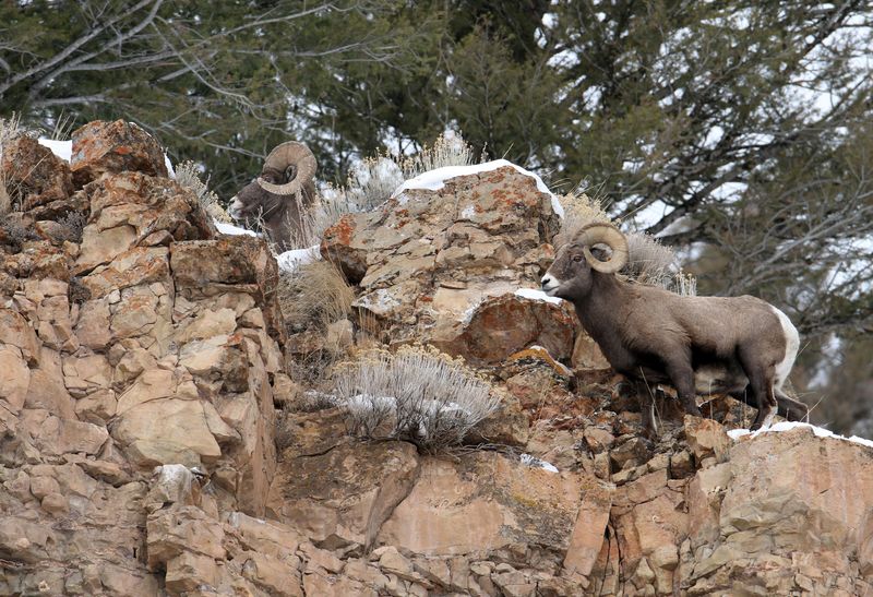 Bighorn Sheep