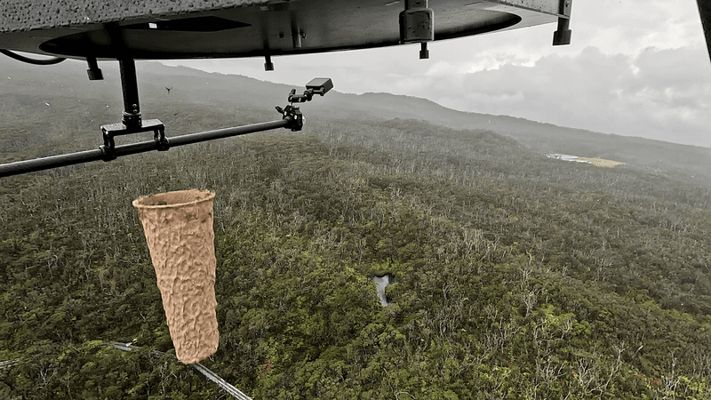 Using Mosquitoes To Fight Mosquitoes