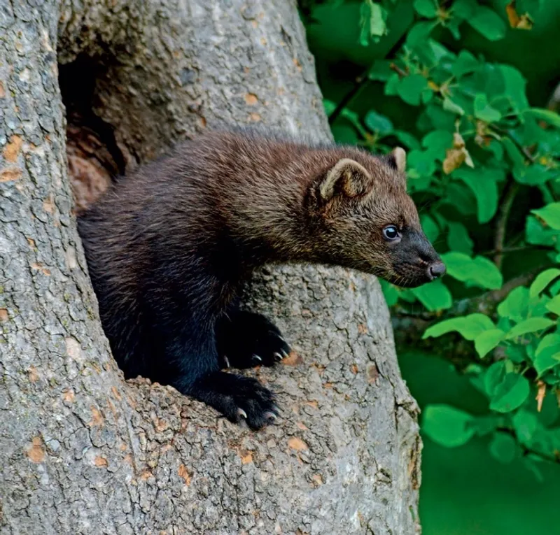 The Science Behind Tracking Iowa's New Visitor