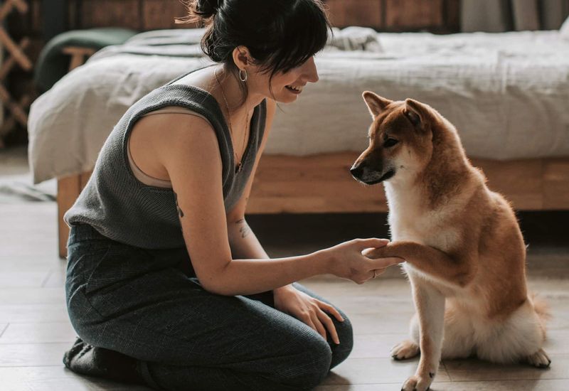 Offer Positive Reinforcement Training