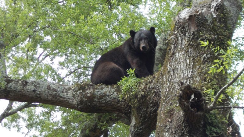 Balancing Conservation With Human Interests