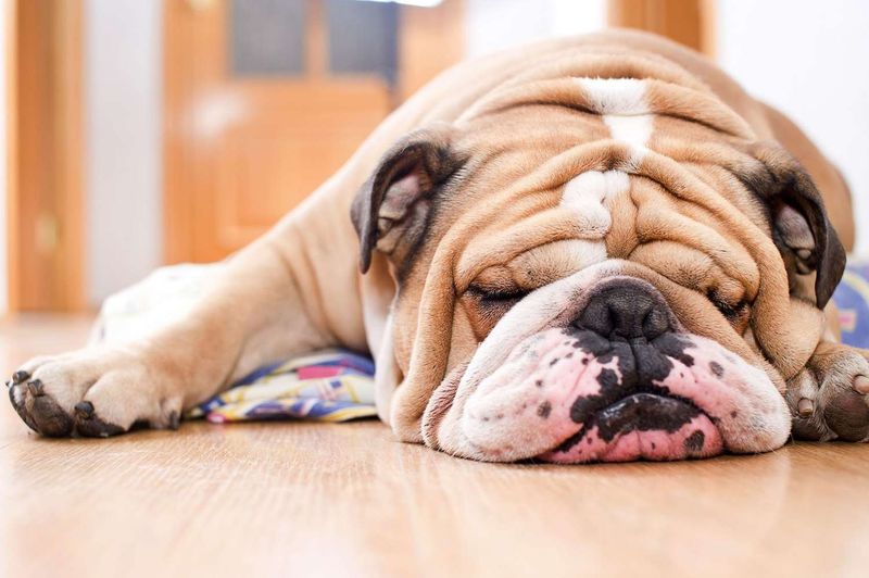 English Bulldog