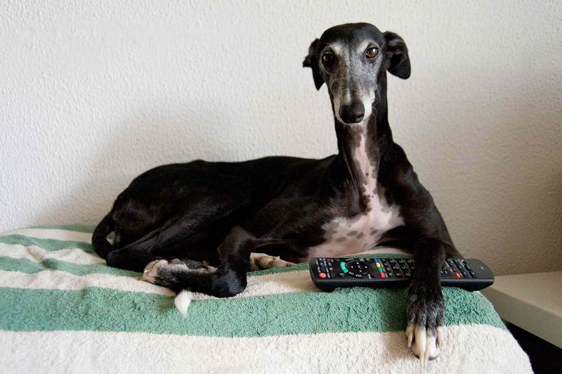 Greyhound – Surprising Couch Potatoes Perfect For Apartments
