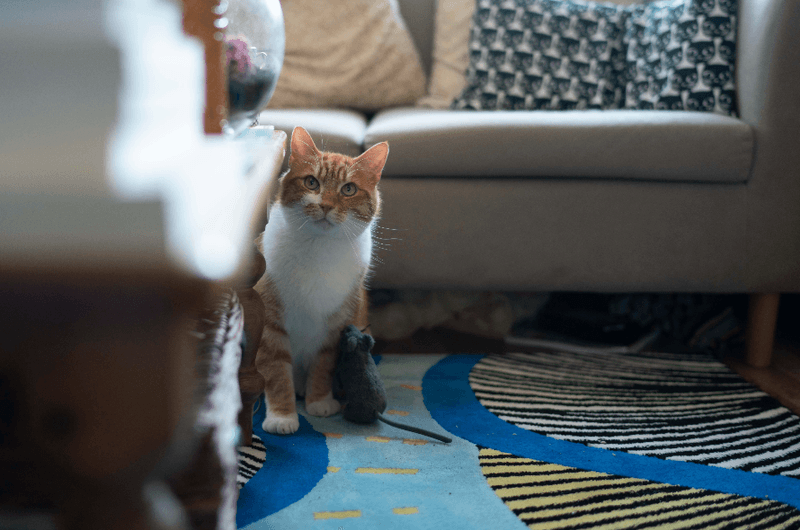 Not Running Away When You Enter The Room