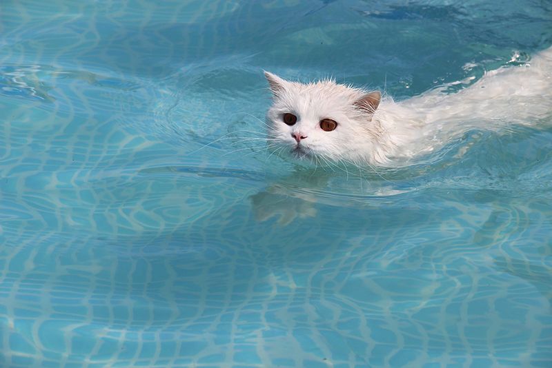Cats Hate Water