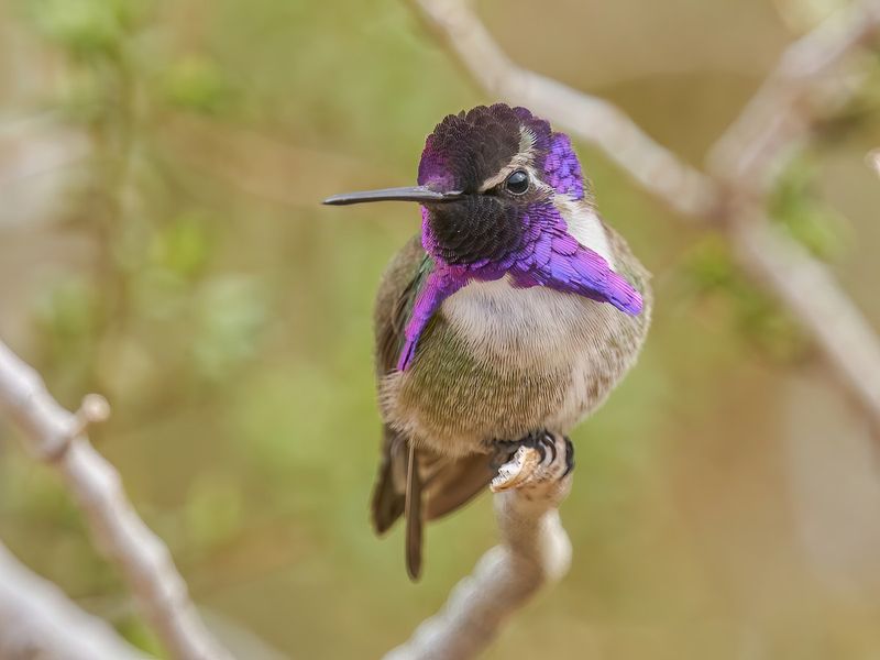 Costa's Hummingbird (Calypte costae)
