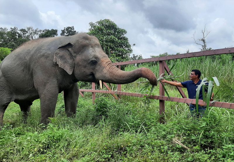 Elephants