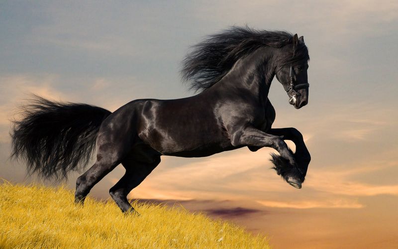Horse: The Freedom Seeker