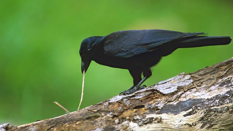 American Crow