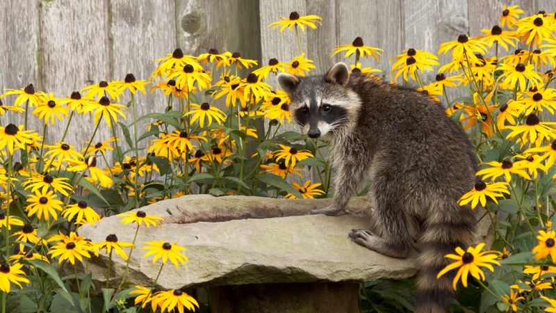 They Play A Key Role In Ecosystem Balance