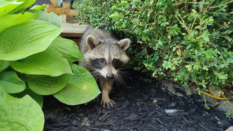 They Can Help Keep Your Garden Healthy