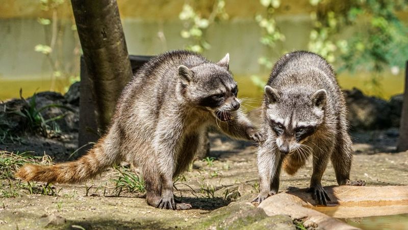 Raccoons Are Fascinating To Watch