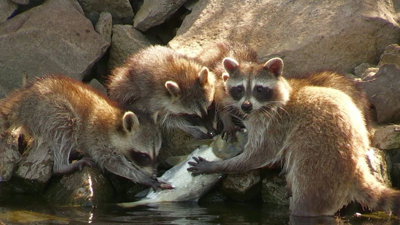 They Can Help With Invasive Species Control