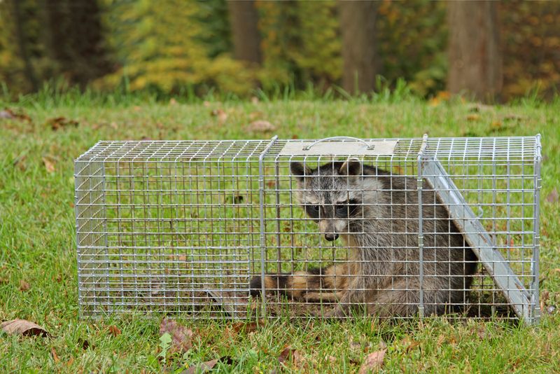 They Can Be Easily Relocated Without Harm