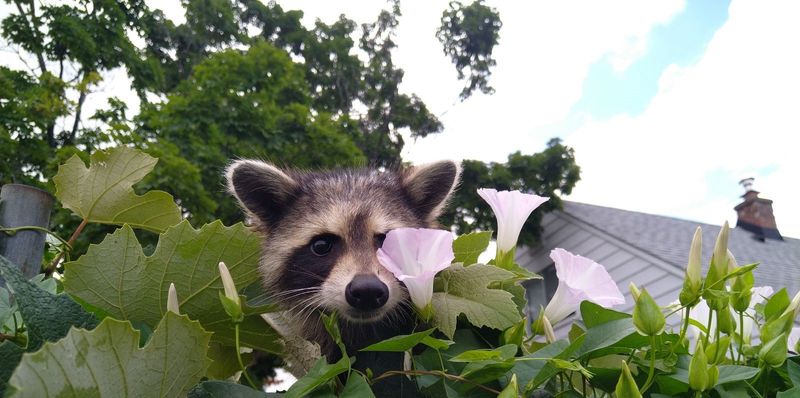 They Are Intelligent And Curious Animals