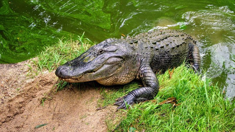 Alligators 