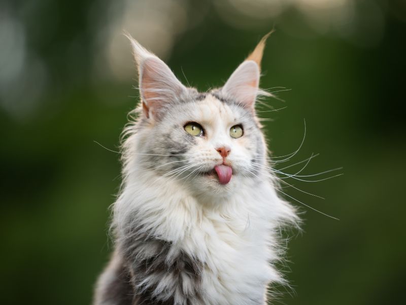 Maine Coon