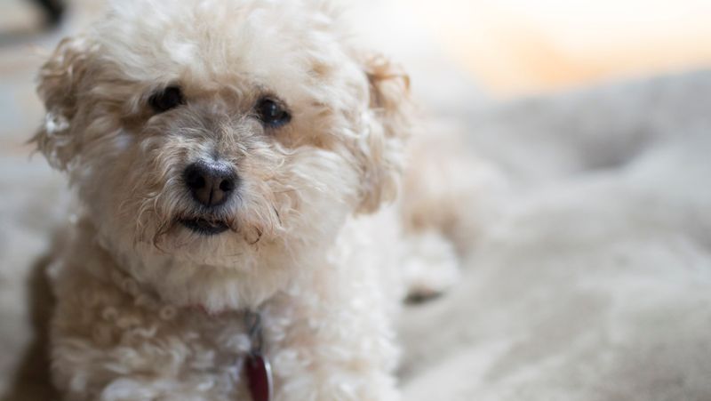 Guardian Angels With Paws
