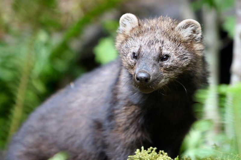 What Is A Fisher?