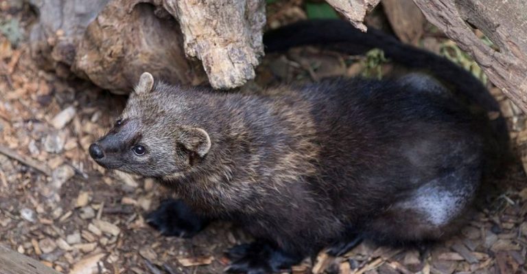 Rare Fisher Reappears In Iowa After 150 Years Of Absence