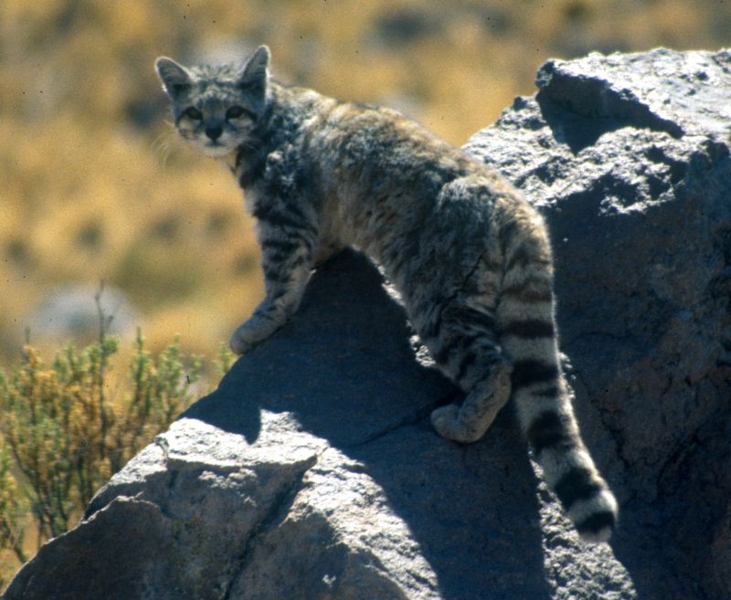 First New Wild Cat Species In The Americas In Half A Century