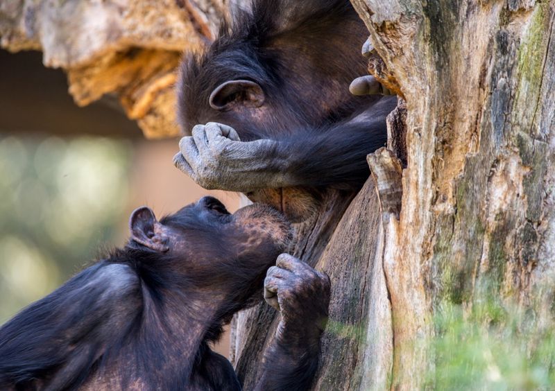 Chimpanzees