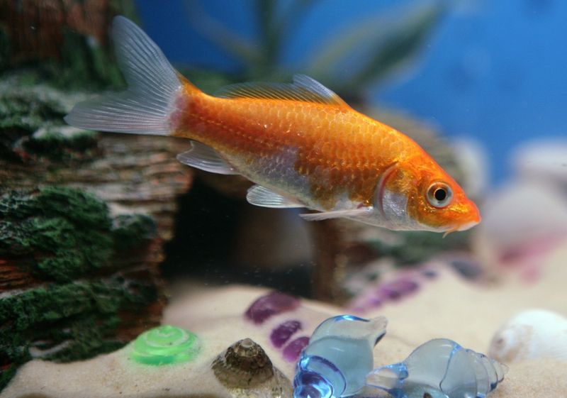 Goldfish Have A Three-Second Memory