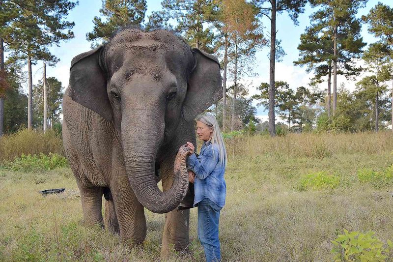 Elephants