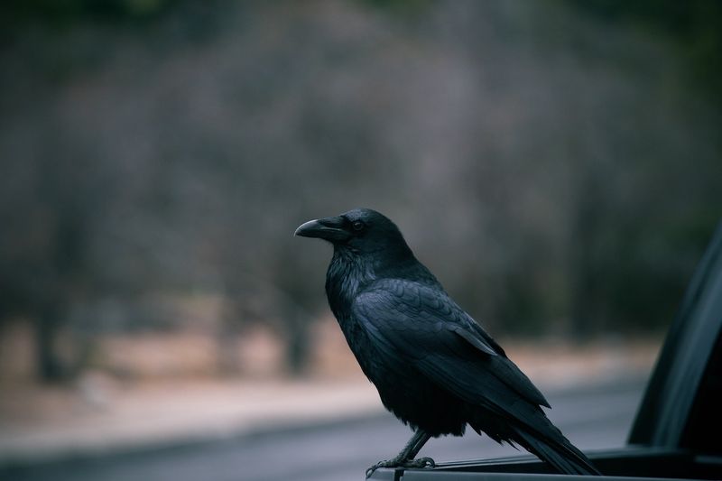 Crow: The Keeper Of Sacred Law