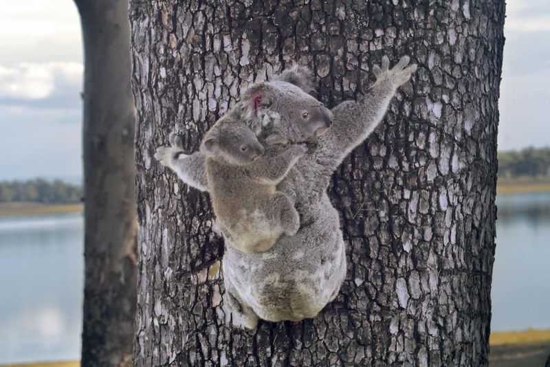 Koalas