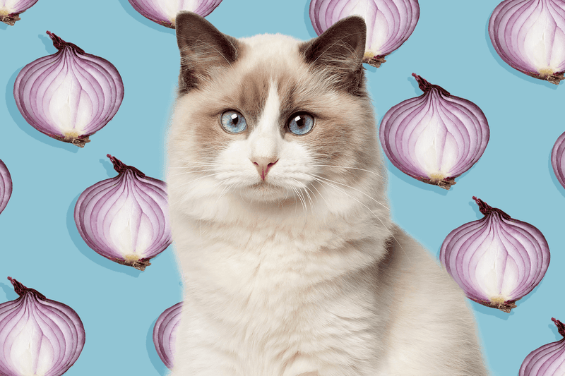 Toxic Foods Like Onions And Garlic