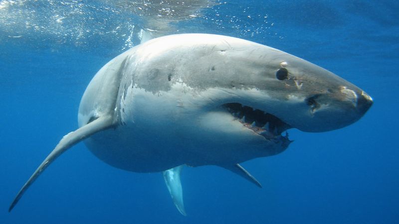 Shark Sightings In Long Island Sound