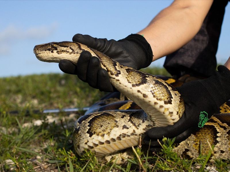 Ball Python
