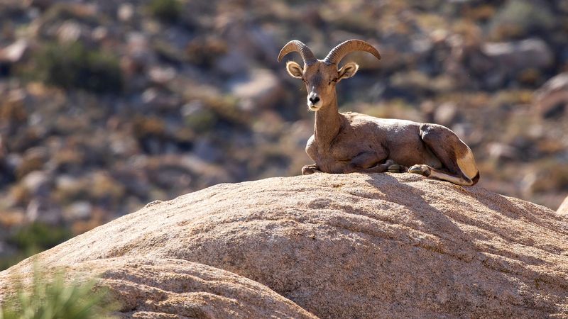 Desert Bighorn Sheep