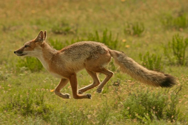 Swift Fox