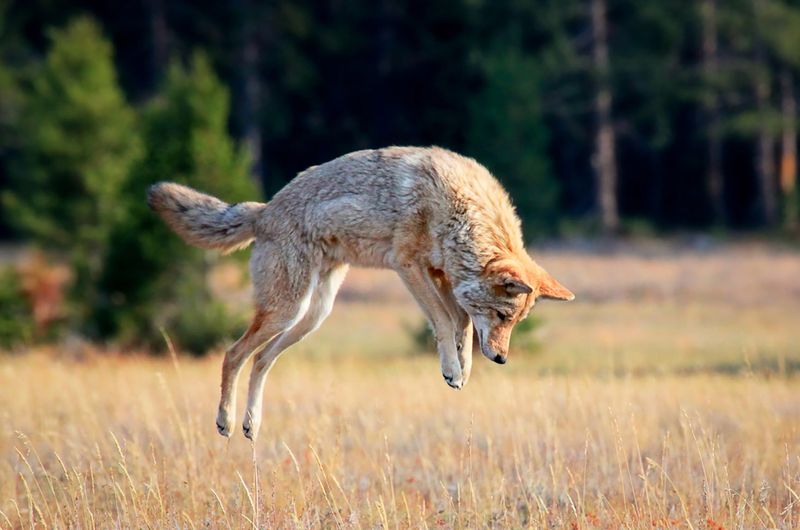 Coyote