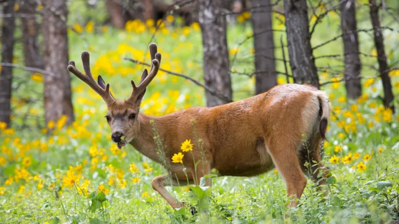 Mule Deer