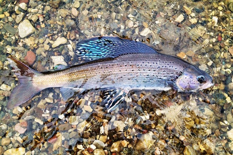 Blackfin Cisco