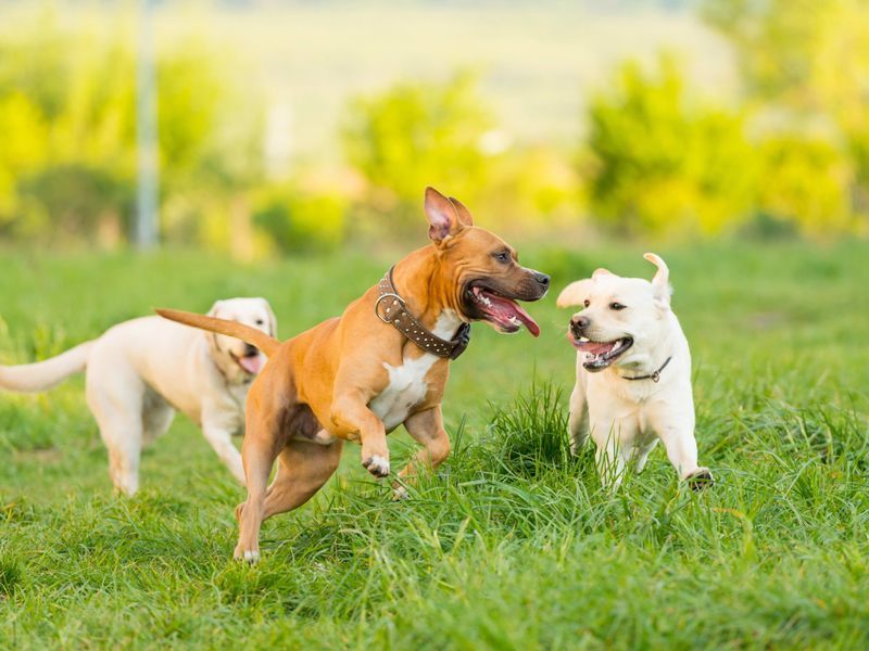 Playdates With Other Pets